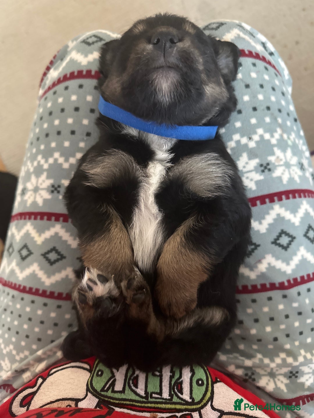 Goldador dogs for sale: Goldador x Labrottie Miniature Puppies for Sale - Advert 7