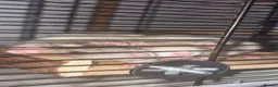 Rat rodents for sale: Female rats and cage  in Castleford - Advert 6
