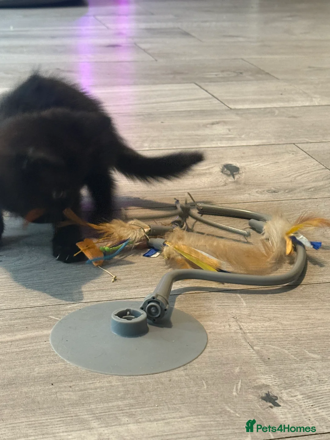 Mixed Breed cats for sale: Beautiful kittens - Advert 12