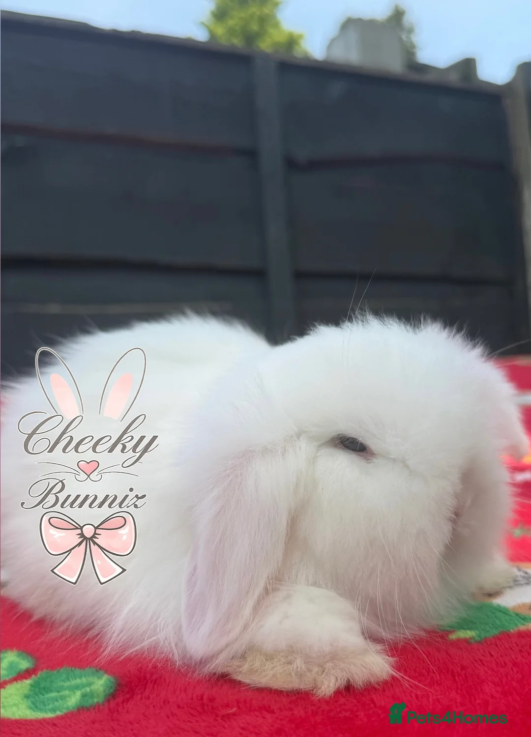 Mini Lion Lop rabbits for sale: Stunning TeddyWidder Babies - Advert 1