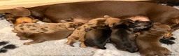 Dachshund dogs for sale: Dachshund puppies  - Advert 11