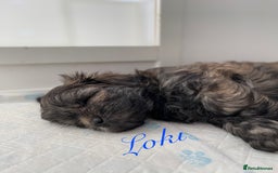 Mixed Breed dogs for sale: 3 Beautiful Shih Tzu x Toy poodle  - Advert 6