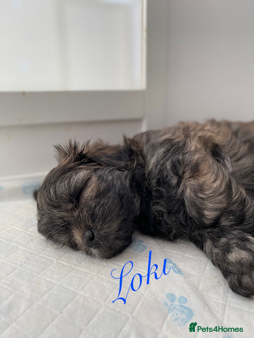 Mixed Breed dogs for sale: 3 Beautiful Shih Tzu x Toy poodle  - Advert 6