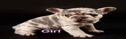 French Bulldog dogs for stud: ** RogueRoyales Zeus ** Fully Suited Lilac Merle  in Wolverhampton - Advert 25