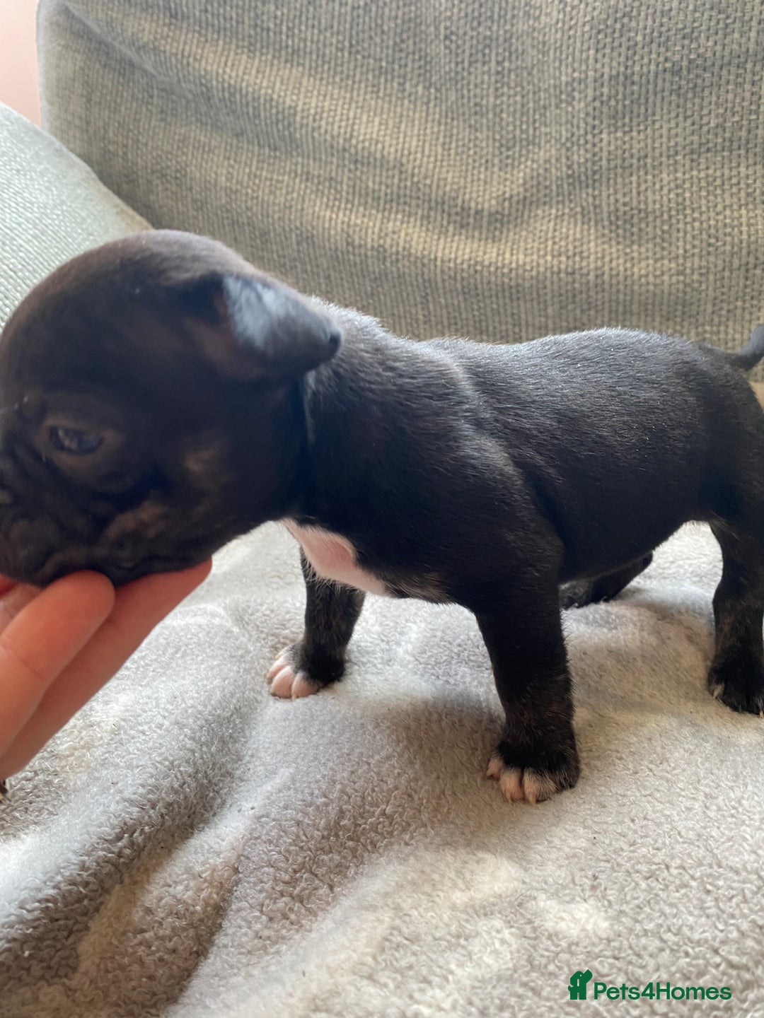 Mixed Breed dogs for sale: French bulldog x Staffordshire bull terrier - Image 16