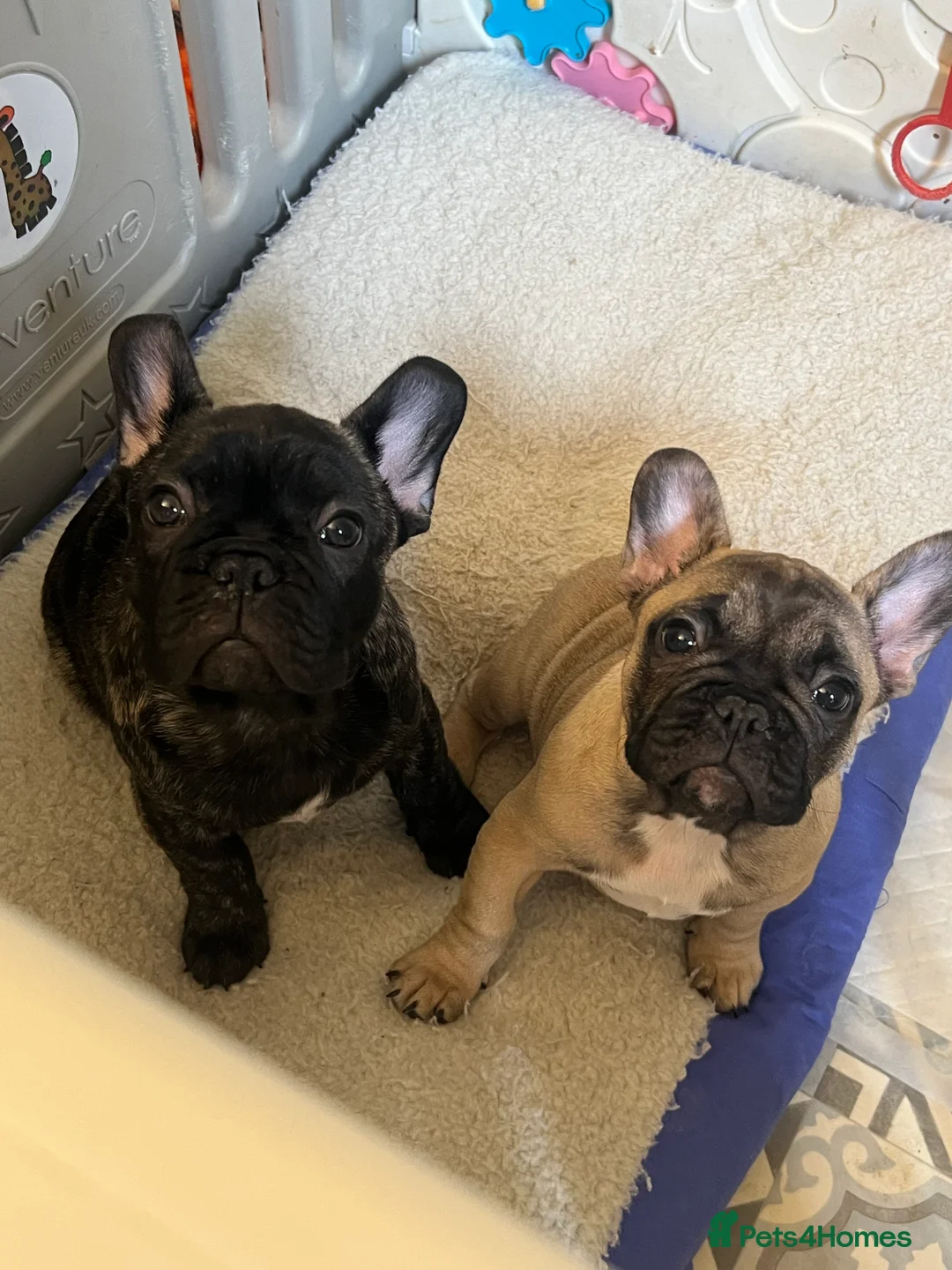 French Bulldog dogs for sale: French Bulldog Puppies - KC REG - Show Quality - Advert 1