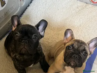 French Bulldog dogs French Bulldog Puppies - KC REG - Show Quality - Advert 15