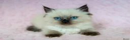 Ragdoll cats for sale: Stunning Ragdolls Ready Now. - Advert 11