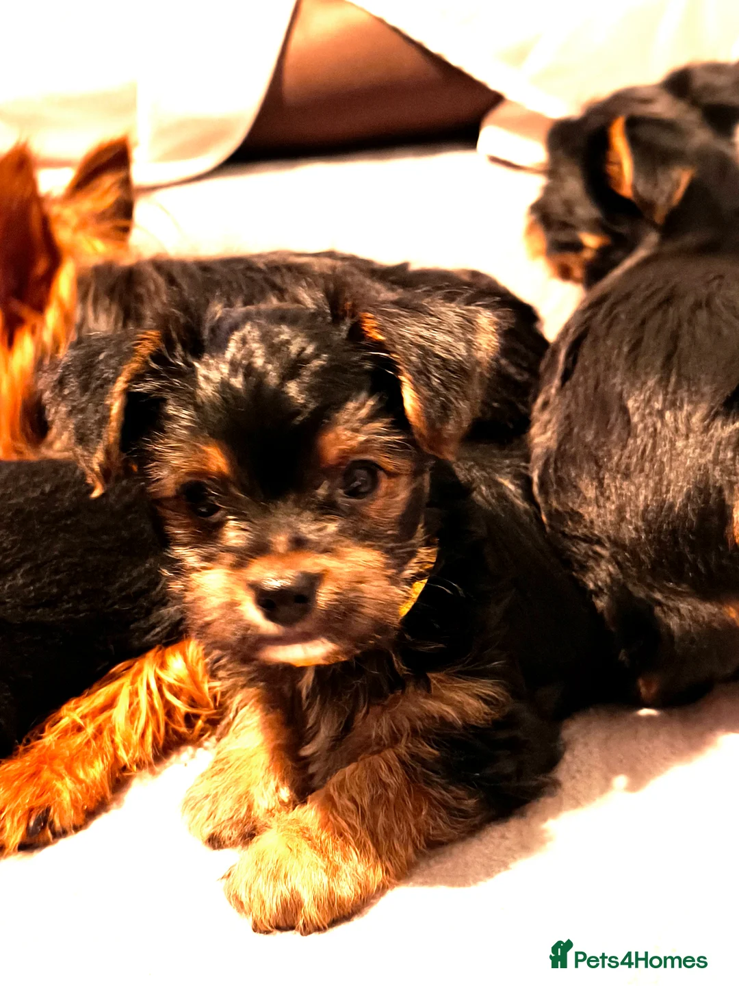 Yorkshire Terrier dogs for sale: Yorkshire Terrier one Puppy boy ready for new home - Advert 1