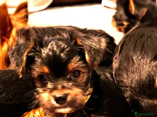 Yorkshire Terrier dogs Yorkshire Terrier Puppies–Vaccinated& Microchipped - Advert 9