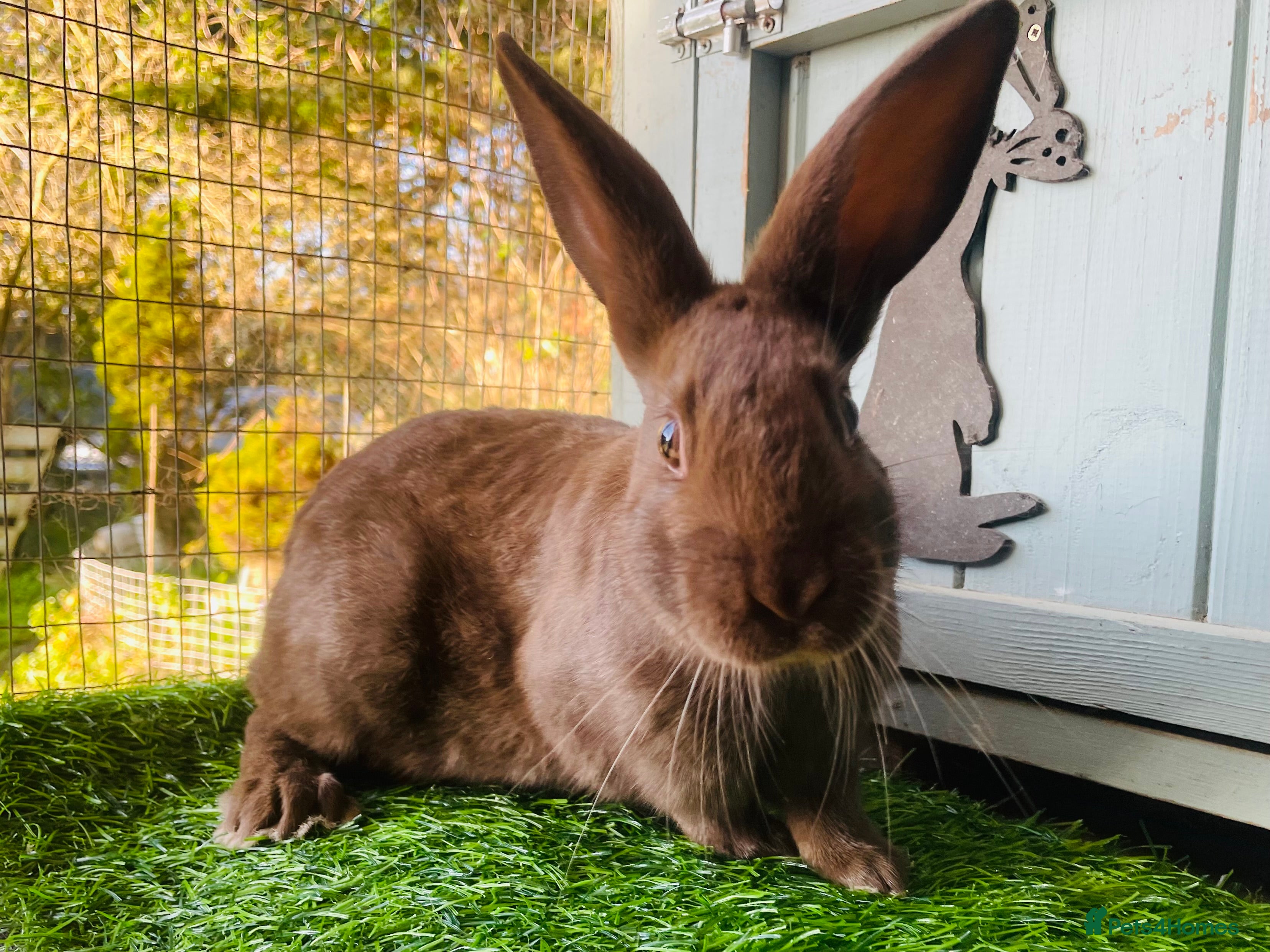 English Spot rabbits English spot rabbits - Advert 14