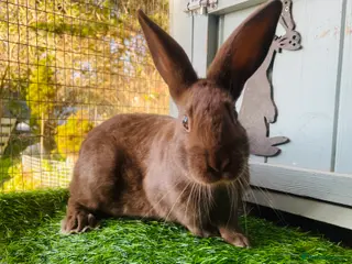 English Spot rabbits English spot rabbits - Advert 14