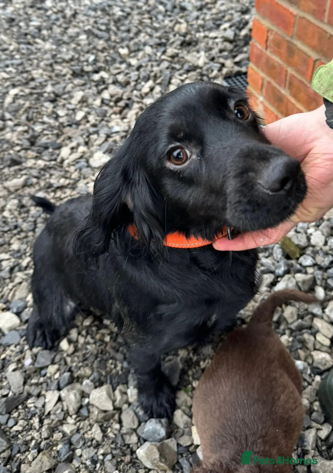Cocker Spaniel dogs for sale: Ready Now- Working Cocker Spaniel Puppies - Advert 11