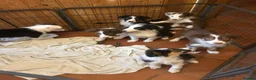 Border Collie dogs for sale: Border collie  in Belper - Advert 15