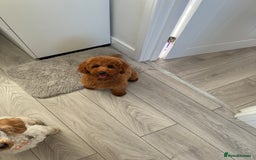 Miniature Poodle dogs for stud: Handsome Miniature Poodle Stud  - Image 11