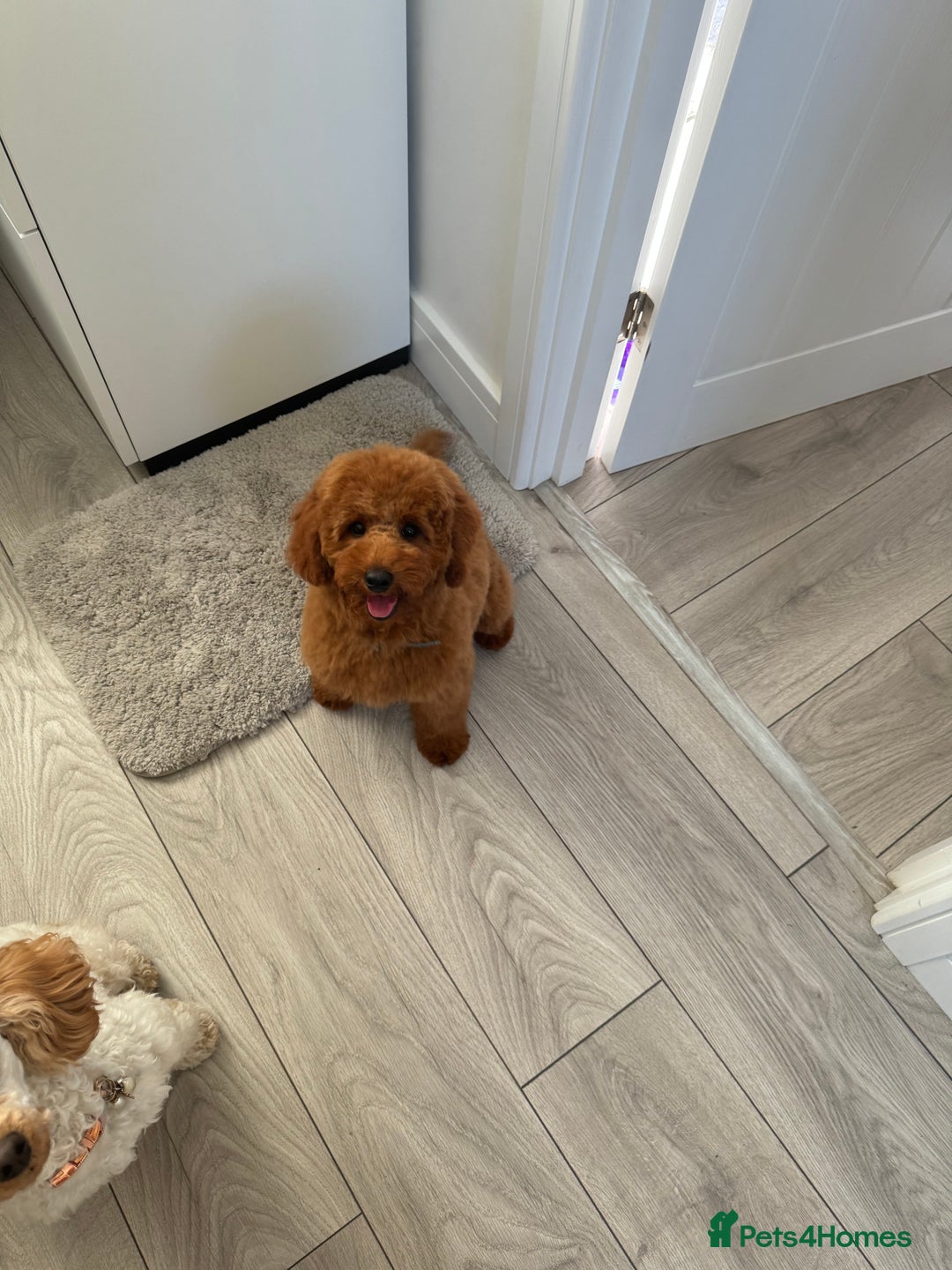 Miniature Poodle dogs for stud: Handsome Miniature Poodle Stud  - Image 11