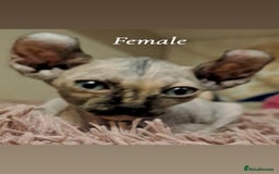 Sphynx cats for sale: Half Elf sphynx  - Image 13