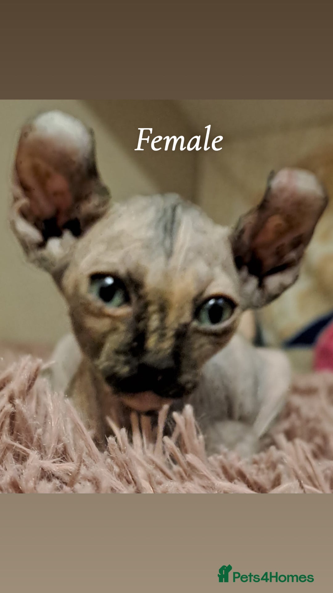 Sphynx cats for sale: Half Elf sphynx  - Image 13