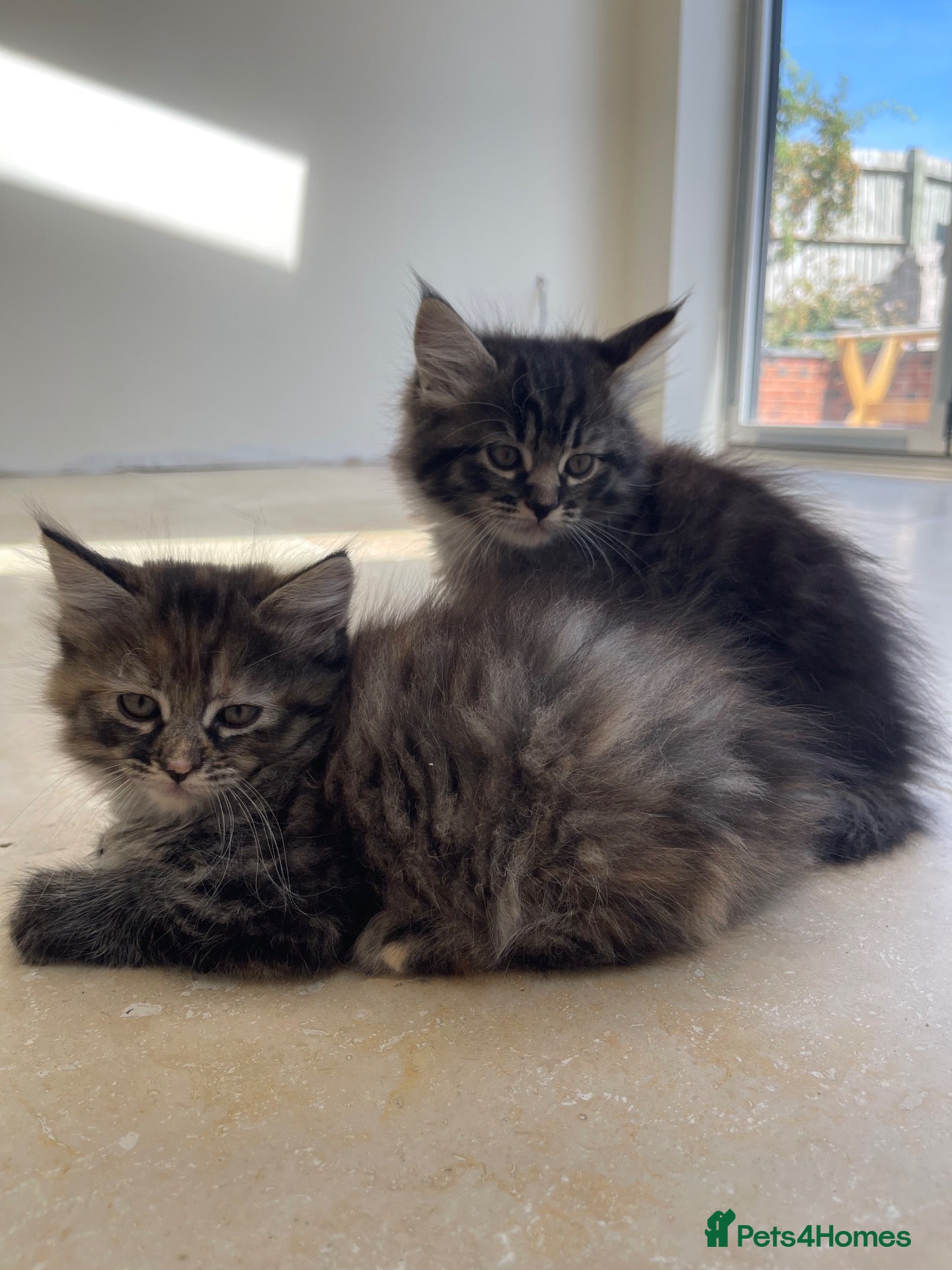 Ragcoon cats 2 Female Mainecoon-Ragdoll kittens - Advert 2