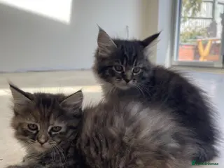 Ragcoon cats 2 Female Mainecoon-Ragdoll kittens - Advert 1