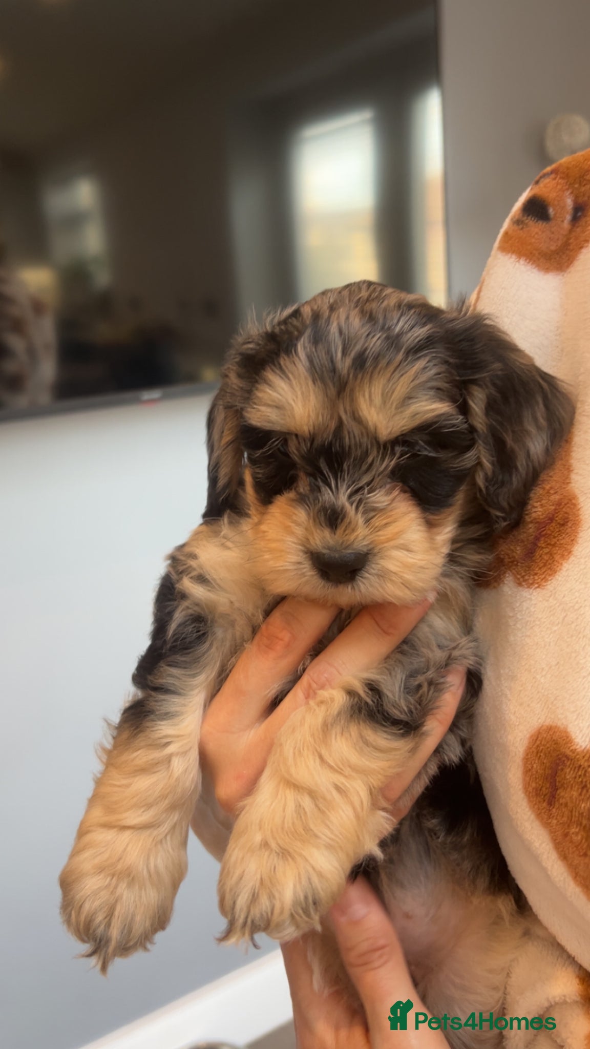 Cockapoo dogs 🩷 F1  merle Cockerpoo only 3 left  💙 - Advert 14
