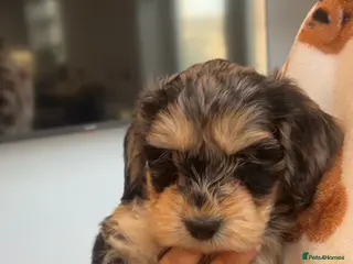Cockapoo dogs 🩷 F1 merle Cockerpoo only 3 left 💙 - Advert 14
