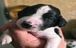 Sprocker dogs for sale: Spaniel Puppies  - Image 1