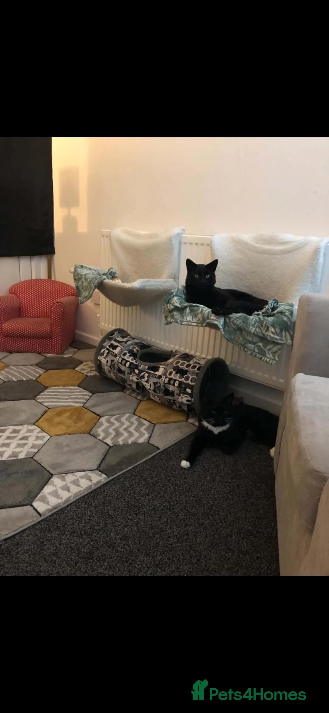 Mixed Breed cats for sale: Brothers  in Sheffield - Advert 2