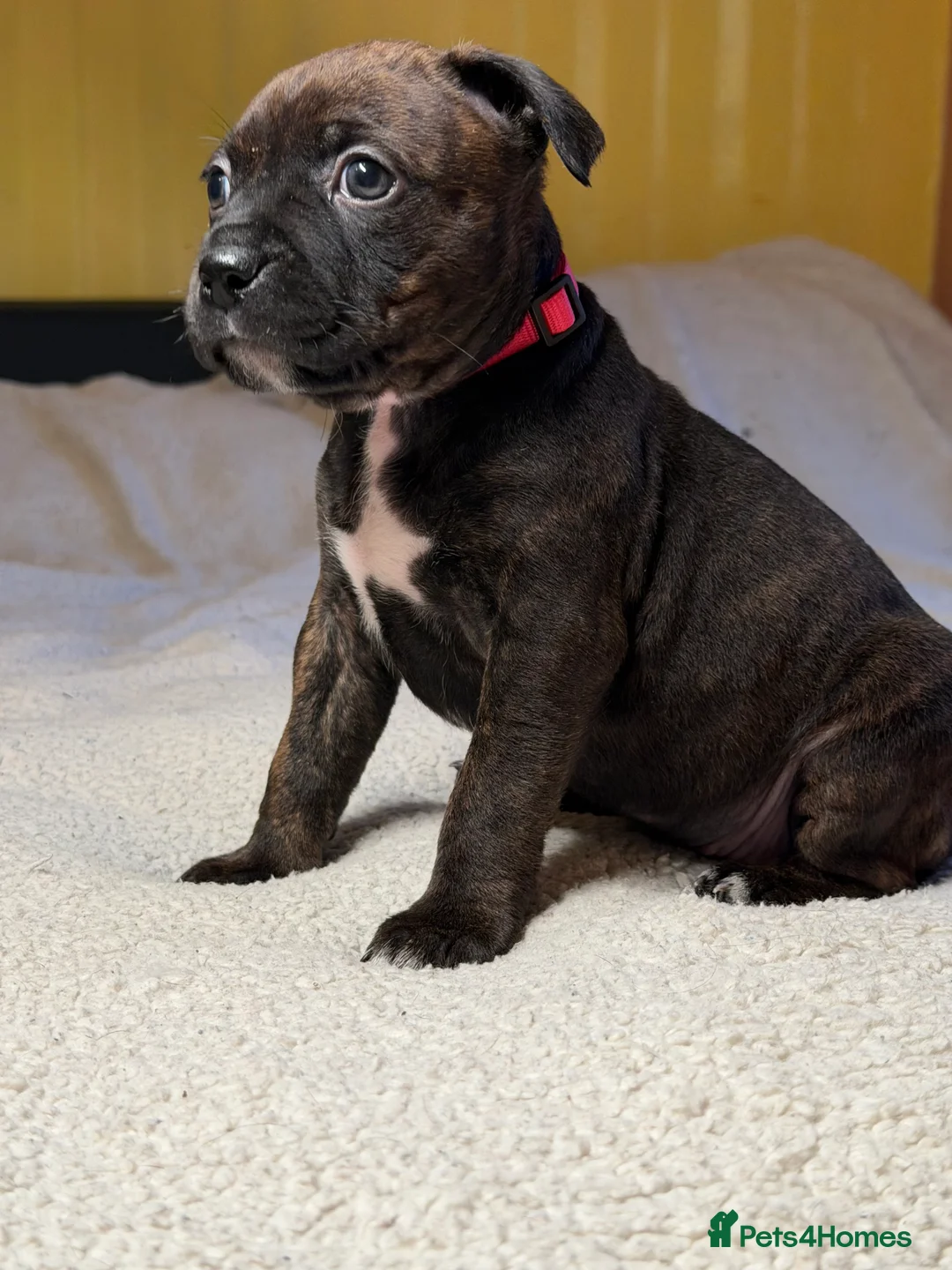 Mixed Breed dogs for sale: Brindle Female Staffy Puppy - Advert 3