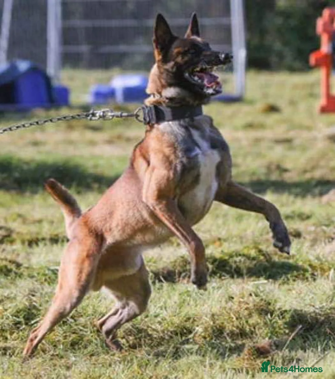 Belgian Shepherd Dog dogs for stud: Samson - Advert 2