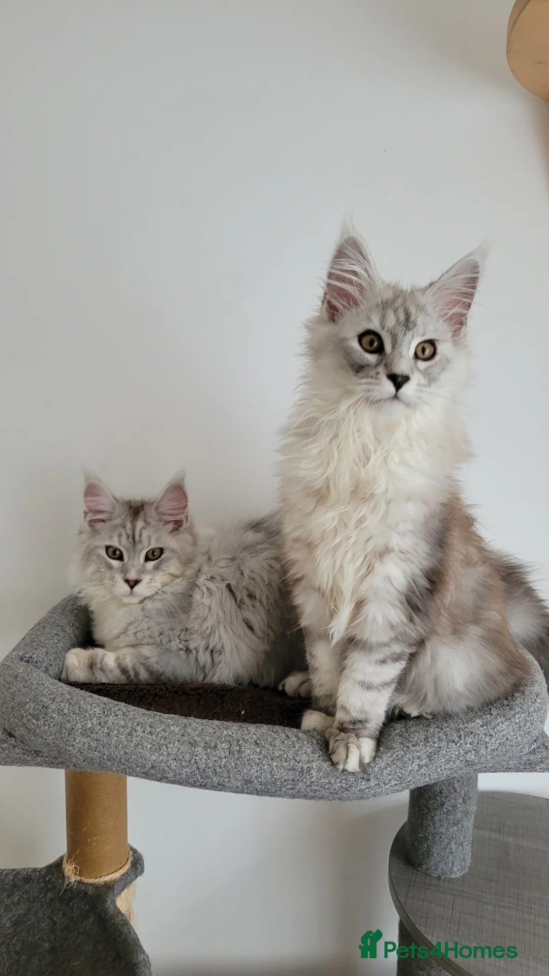 Maine Coon cats for sale: Adult maine coon female - Advert 2