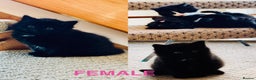 Mixed Breed cats for sale: Beautiful longhair kittens for sale - Advert 2