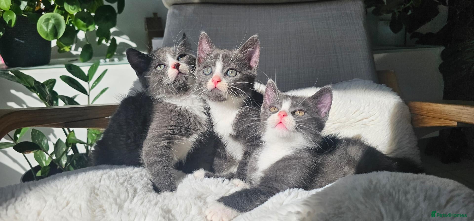 Russian Blue cats Russian Blue mix British Short Hair/grey and white - Advert 3