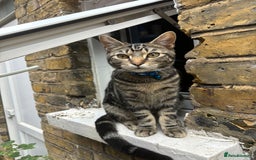 Domestic Shorthair cats for sale: Male Tabby Cat - Image 5