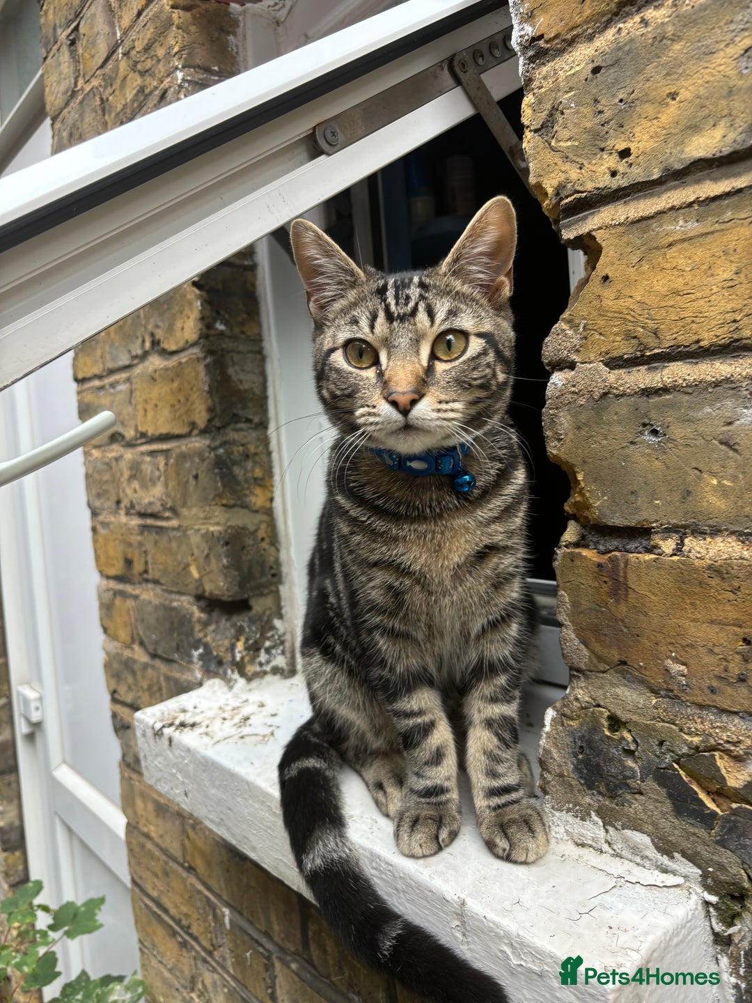 Domestic Shorthair cats for sale: Male Tabby Cat - Image 5