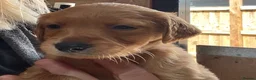 Golden Retriever dogs for sale: Fox Red golden Retrievers KC reg  in Hassocks - Advert 9