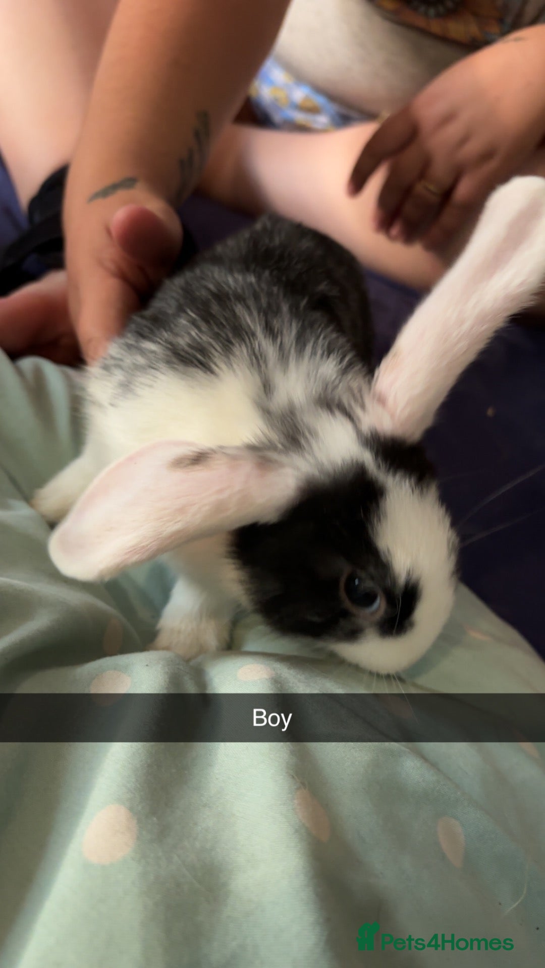 Mixed Breed rabbits for sale: Bunnies for sale - Advert 3