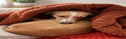 Mixed Breed dogs for adoption: Meet Alice Fragile Heart,Gentle Soul, Endless Love in Nottingham - Advert 5