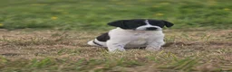 Cocker Spaniel dogs for sale: 2 x female spaniels - Advert 2