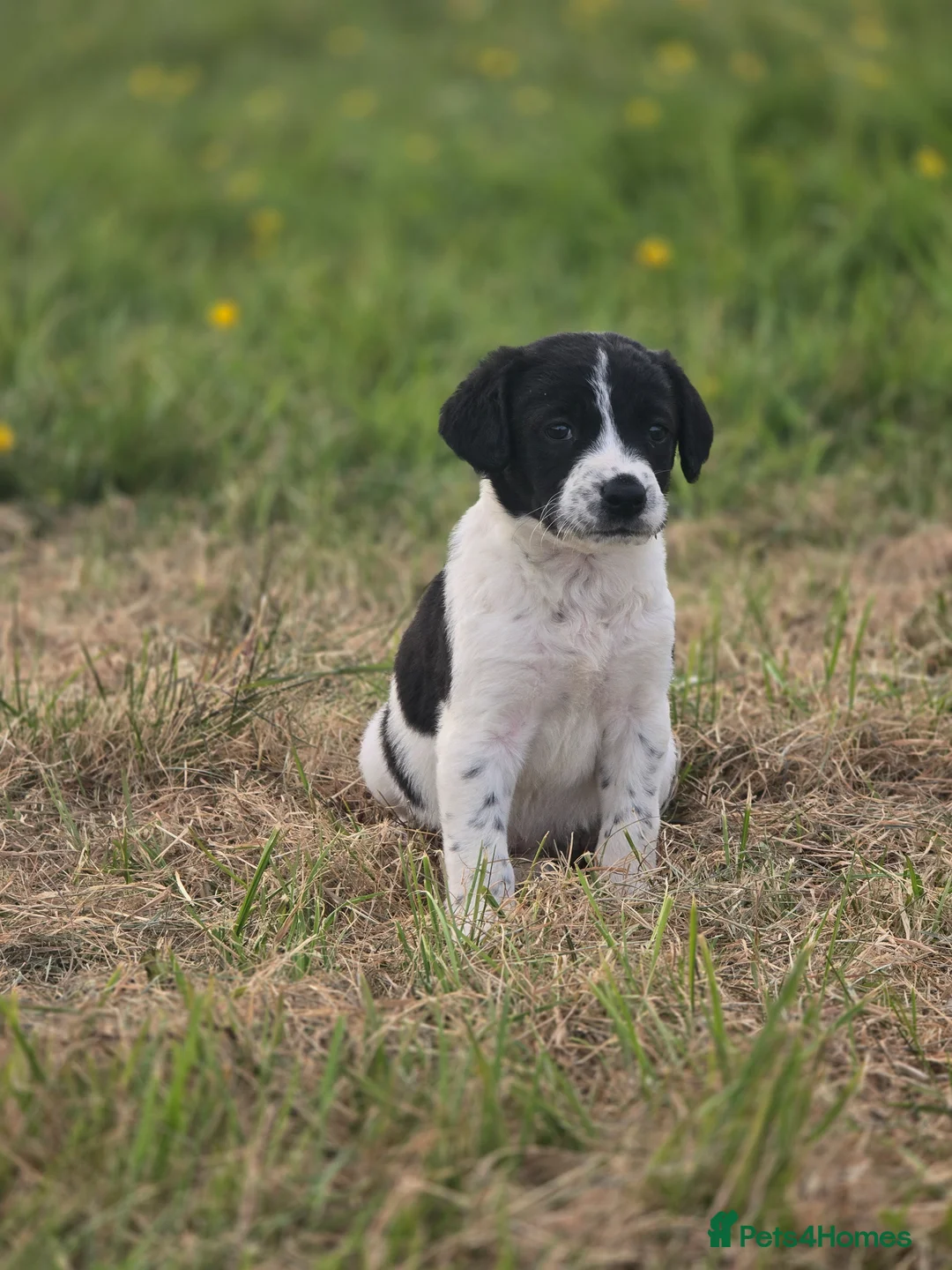 Cocker Spaniel dogs for sale: 2 x female spaniels - Advert 2