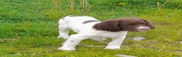 English Springer Spaniel dogs for sale: Gorgeous English Springer Spaniels Puppies - Advert 19
