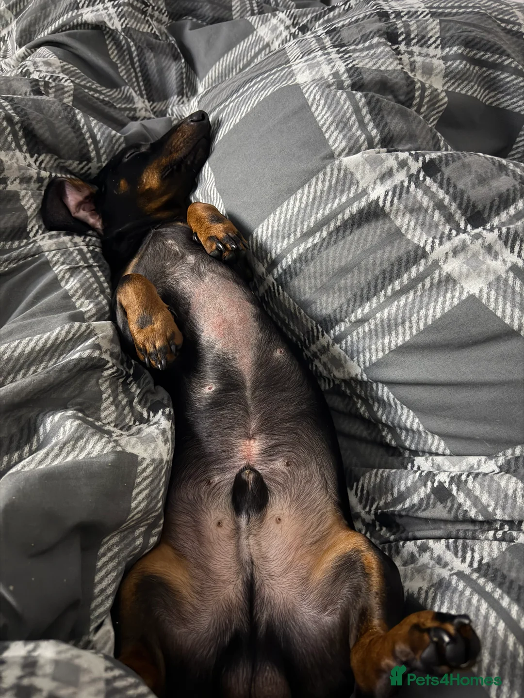 Dachshund dogs for sale: 2 year old Daschund  - Advert 3