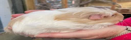 Guinea Pig rodents for sale: Stunning baby girl/sow guinea pigs  - Advert 2
