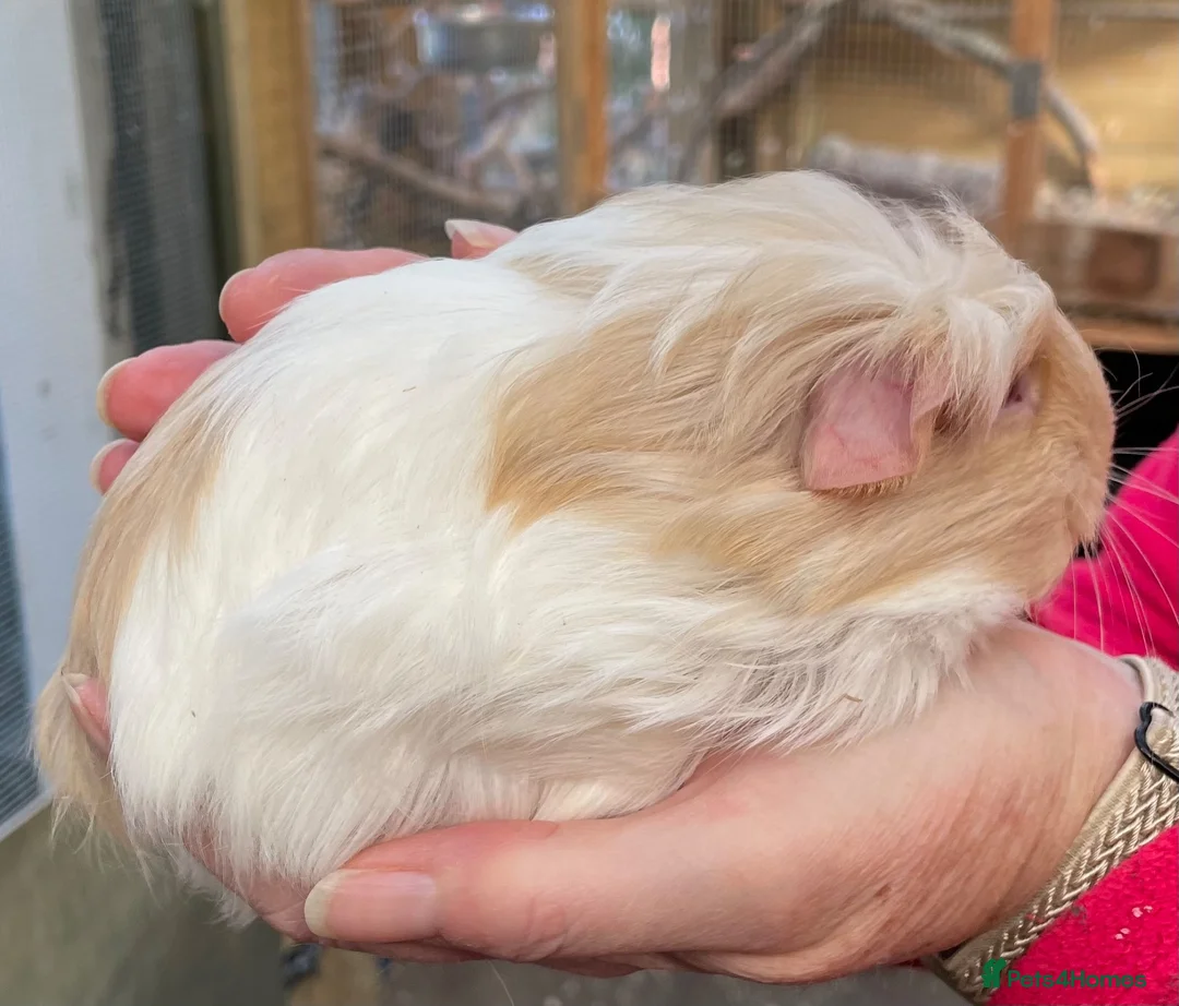 Guinea Pig rodents for sale: Stunning baby girl/sow guinea pigs  - Advert 2