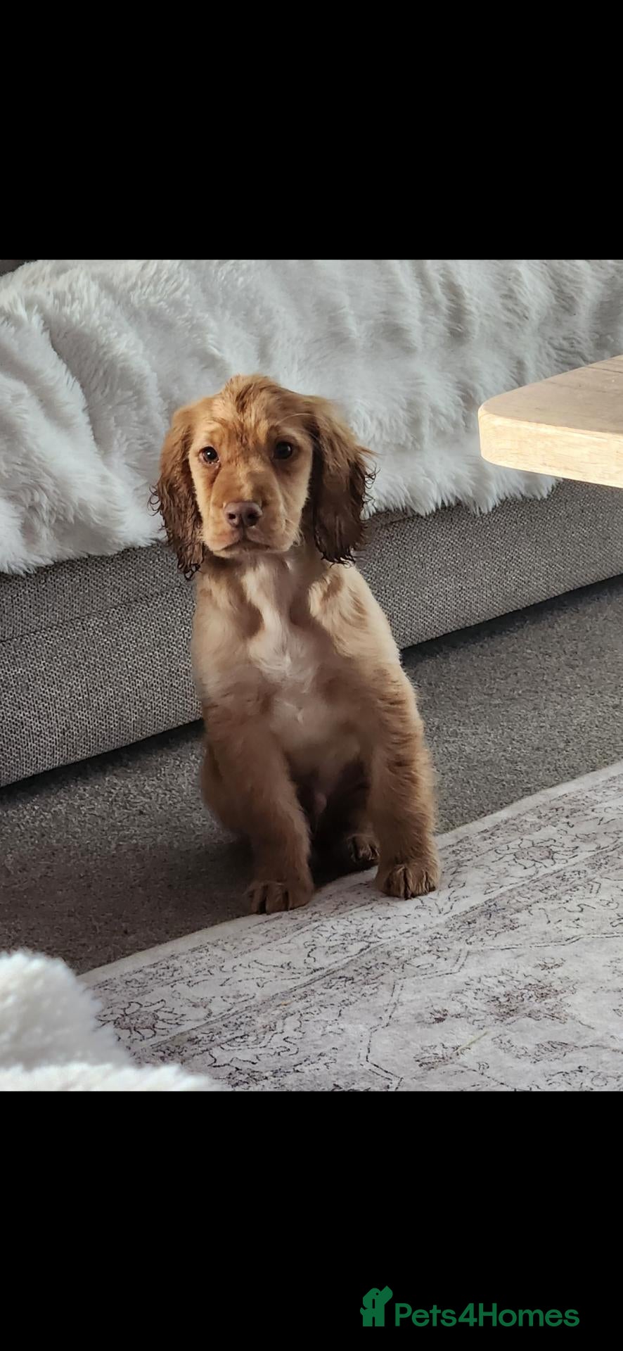 Cocker Spaniel dogs Kc registered working cocker spaniel  - Advert 2