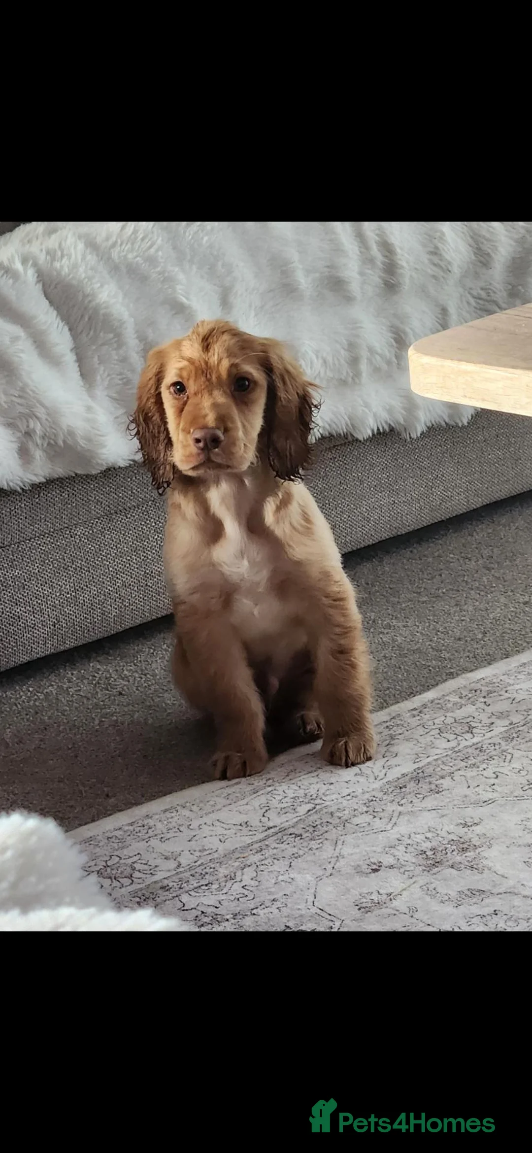 Cocker Spaniel dogs for sale: Kc registered working cocker spaniel  - Advert 1