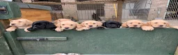 Labrador Retriever dogs for sale: Ready Now Yellow Labrador Puppies - Advert 3