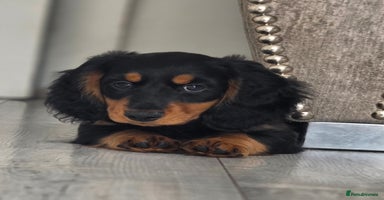 Miniature Dachshund dogs - Advert 12