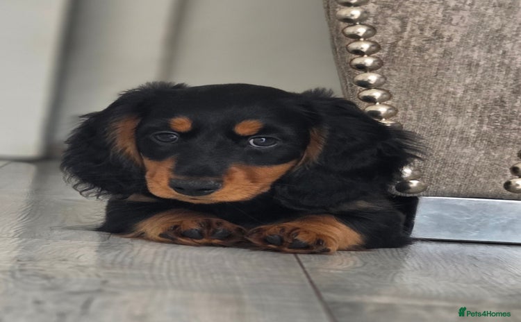 Miniature Dachshund dogs - Advert 2