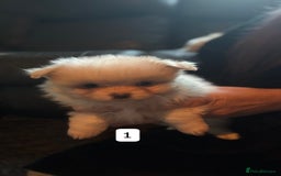 Pomeranian dogs for sale: Pomeranian puppies for sale - Advert 2